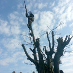 Tree Pruning Great Yarmouth