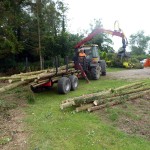 Tree Felling Great Yarmouth