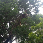 Tree Surgeon Great Yarmouth Norfolk